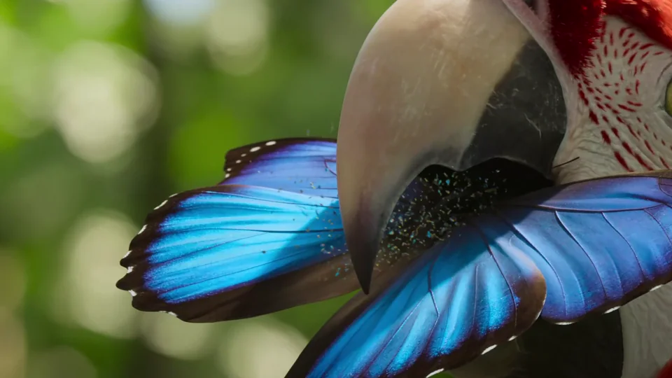 Borboleta azul pousando no bico de uma arara